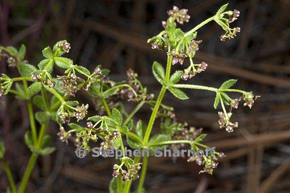 galium bolanderi 1 graphic